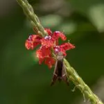 Gallery Thumbnail 2